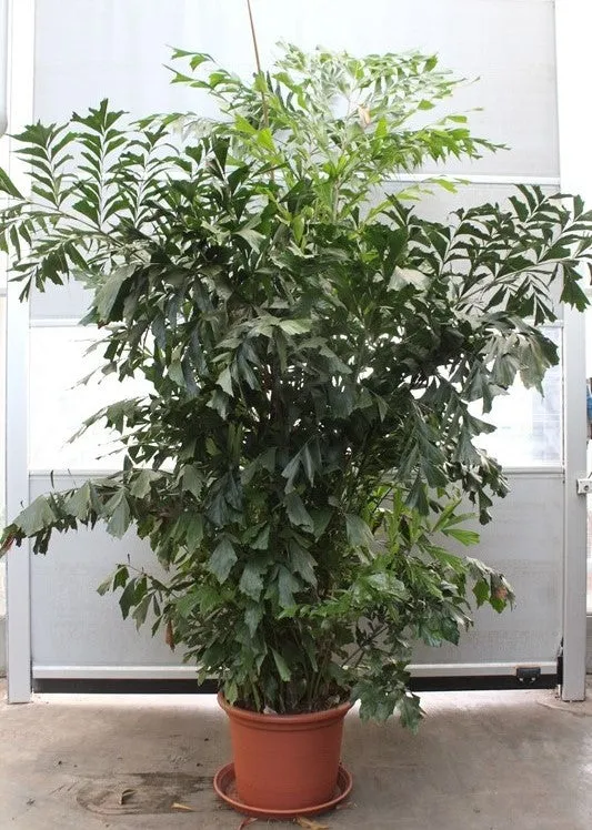 350 - 400cm XXL Caryota Mitis 60cm Pot House Plant